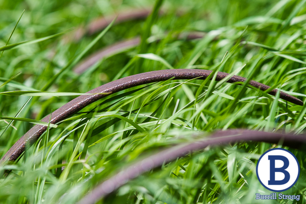 An antique tiller hides in the tall grass
